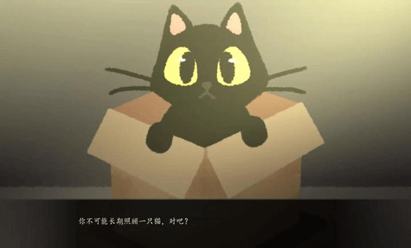 别带这只猫回家